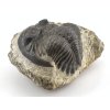 trilobit prava fosilie 14c