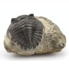 trilobit prava fosilie 14d