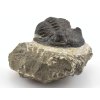 trilobit prava fosilie 14f