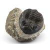 trilobit prava fosilie 14