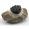 trilobit prava fosilie 18
