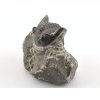 trilobit prava fosilie 28a