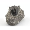 trilobit prava fosilie 28b