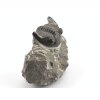 trilobit prava fosilie 28d