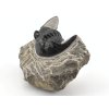 trilobit prava fosilie 29a
