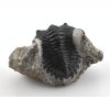 trilobit prava fosilie 29b