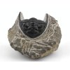 trilobit prava fosilie 29