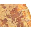 glossopteris fosilni listy 17a