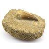 mosasaurus zub hornina 12a