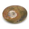 goniatit placicka 5a