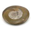 goniatit placicka 7a