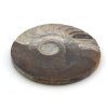 goniatit placicka 22a