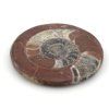 goniatit placicka 24a
