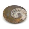 goniatit placicka 29a