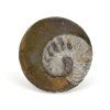 goniatit placicka 29