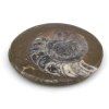 goniatit placicka 34a
