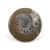 goniatit placicka 34
