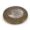 goniatit placicka 35a