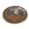 goniatit placicka 37a