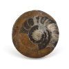 goniatit placicka 37