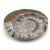goniatit placicka 38a