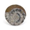 goniatit placicka 38