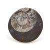 goniatit placicka 39