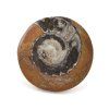 goniatit placicka 44