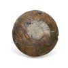 goniatit placicka 45