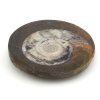 goniatit placicka 47a