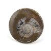 goniatit placicka 48