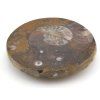 goniatit placicka 49a