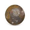 goniatit placicka 49
