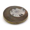 goniatit placicka 51a