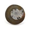 goniatit placicka 51