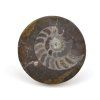 goniatit placicka 53