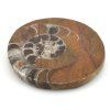 goniatit placicka 54a