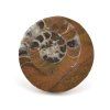 goniatit placicka 54