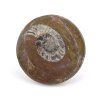 goniatit placicka 55