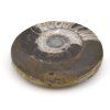 goniatit placicka 56a