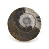 goniatit placicka 56