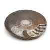 goniatit placicka 57a