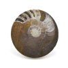 goniatit placicka 57