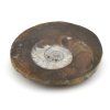 goniatit placicka 59a