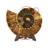 amonit fosilie 24c