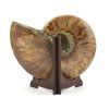 amonit fosilie 32b