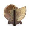 amonit fosilie 35b