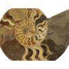 amonit fosilie 36a