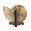 amonit fosilie 36b
