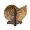 amonit fosilie 37b